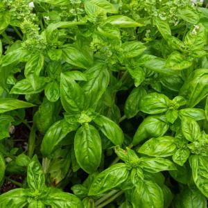 Basilic Genovese - BIO